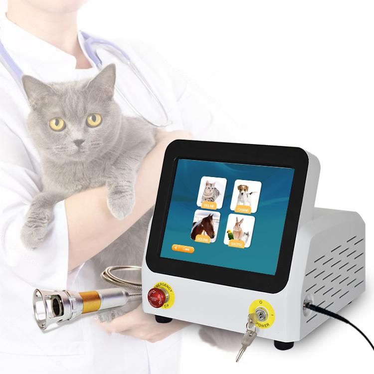 Diode Laser Pain Relief Therapy Surgical Veterinarian Veterinary Therapy